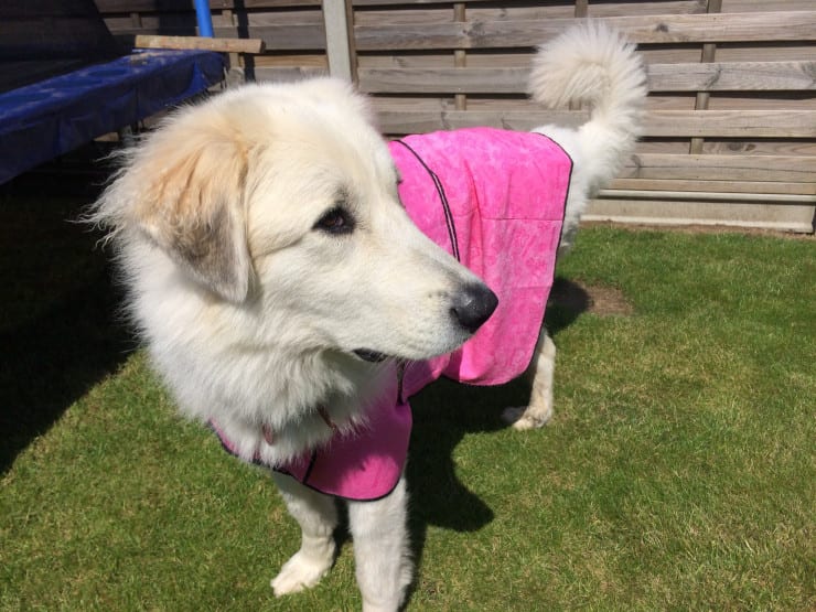 Tripawd Pyreneese Belle recovers