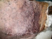 Australian Cattle Dog Amputation Scar