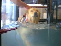 Chuy on Canine Hydrotherapy Treadmill