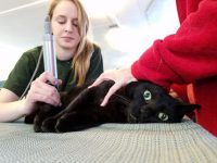 Three legged cat rehab therapy