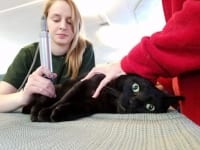Three legged cat rehab therapy