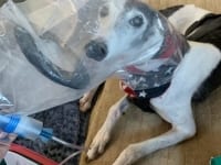 IL2 Inhalation Chemotherapy Dog Treatment