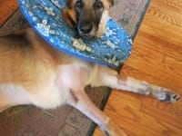 Tripawd Soft Tissue Resection Recovery