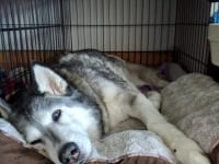 Tripawd Dog Recovery