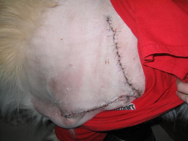 Great Pyrenees Amputation Incision