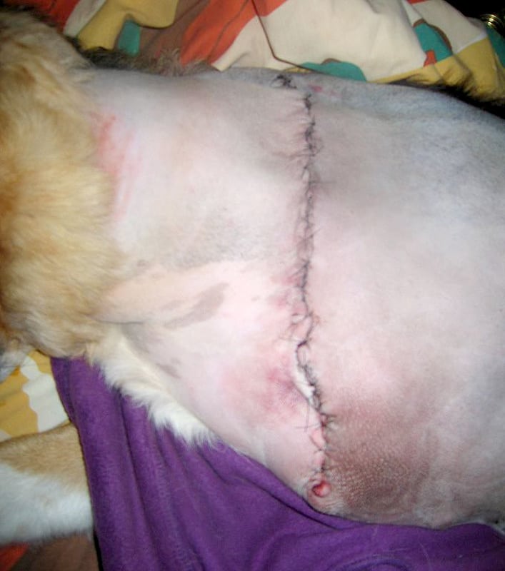 dog leg amputaiton post surgery seroma