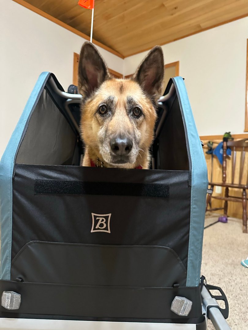 dog stroller introduction tips