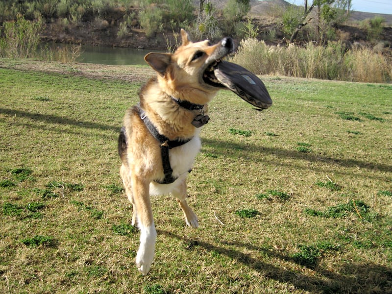 Tripawd, health tips, avoid, injury, strength