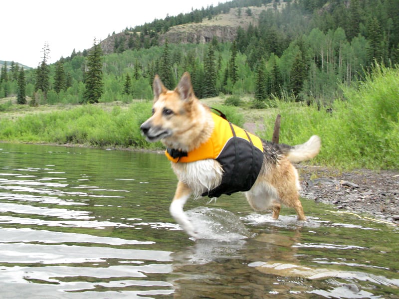 help three-legged dogs swim with float coat dog life jacket