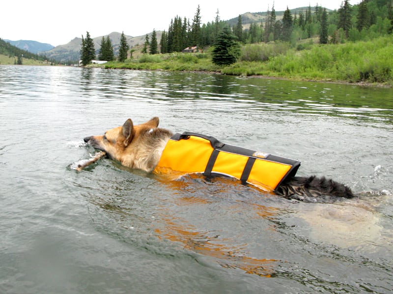 float coat life preserver for three-legged swimming dogs