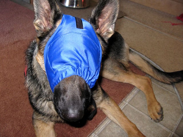 Dogs stress less with the Calming Cap