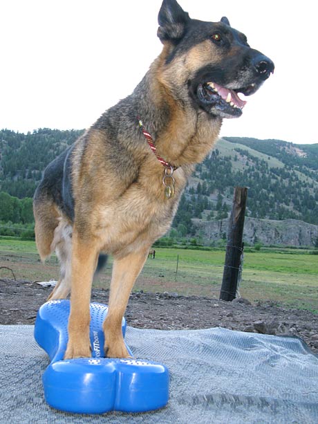 Tripawd, fitness, class