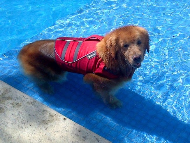 Tripawd Swims with Ruffwear Float Coat