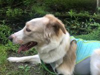 Eileen Tries Swamp Cooler Dog Cooling Vest