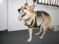 Dog Seatbelt Harness from Watsons Pet Products