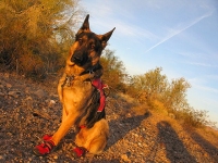 Ruffwear Dog Boots Protect from Desert Rocks