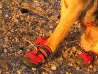 Ruffwear Dog Boots Protect from Desert Rocks