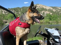 Wyatt Models Ruff Wear Float Coat Dog Life Jacket