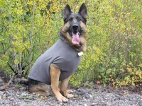 Wyatt models Ruff Wear Climate Changer Dog Sweater