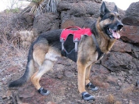 Ruffwear Grip Trex Dog Boots and Web Master Plus Brush Guard Harness