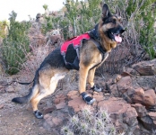 Ruffwear Grip Trex Dog Boots and Web Master Plus Brush Guard Harness