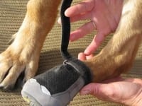How to put on Ruffwear Grip Trex dog boots