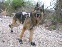 Ruffwear Doubleback Harness and Grip Trex Dog Boots