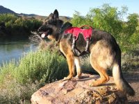 Ruffwear Web Master Plus Brush Guard