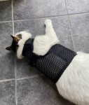 Quiggle Tests Sleepypod Martingale Cat Harness
