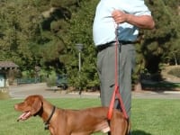 Arnie Demonstrates the Bottom\'s Up Leash for Senior Dogs