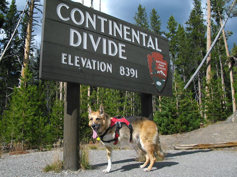 Three legged dog Jerry at the Continental Divide, Colorado