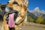 Jerry sticks tongue out at Grand Tetons