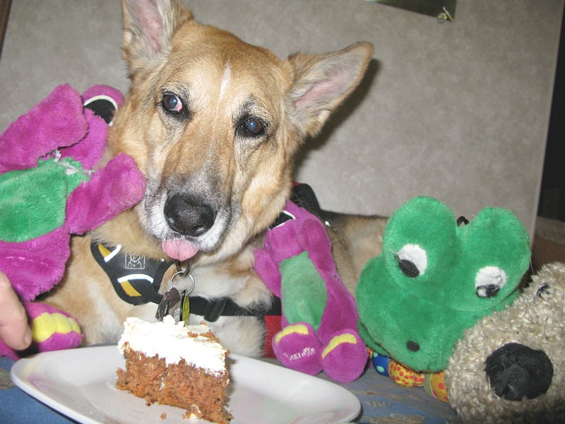 Birthday cake for ten year old cancer dog Jerry