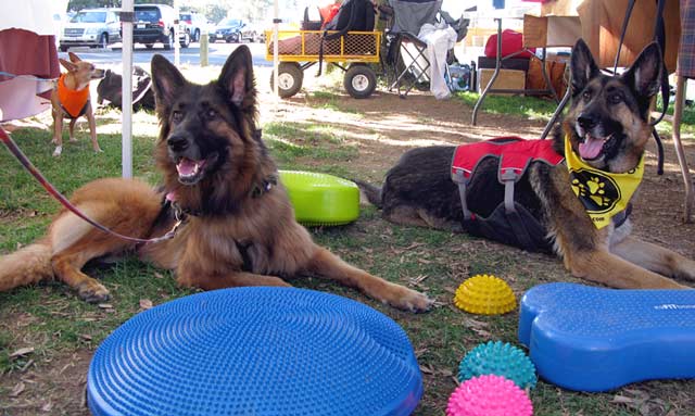 Morris Animal Foundation, tripawd, three-legged, dog cancer clinical trials, UC Davis, oncology, pets, amputee, osteosarcoma, mast cell