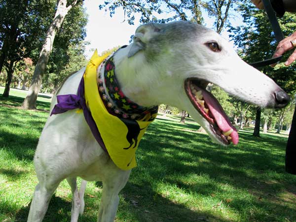 Tripawd Greyhound Bocce