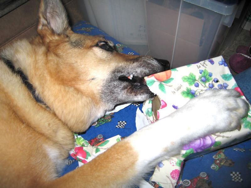 Tripod Dog Opens Present Box