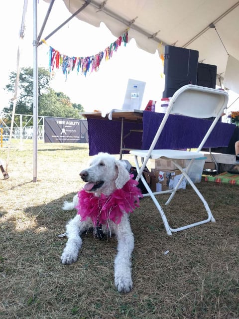 Tripawds represent