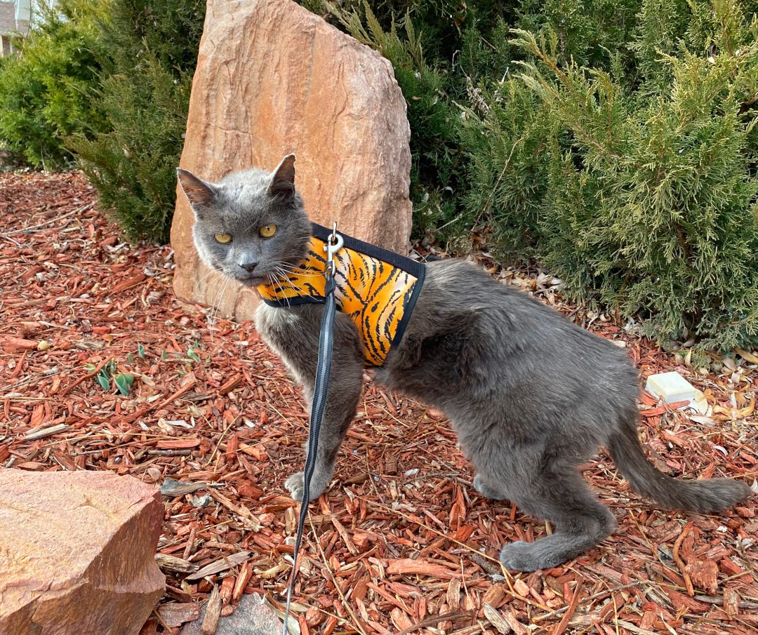 Senior Tripawd Cat Jack on leash outside