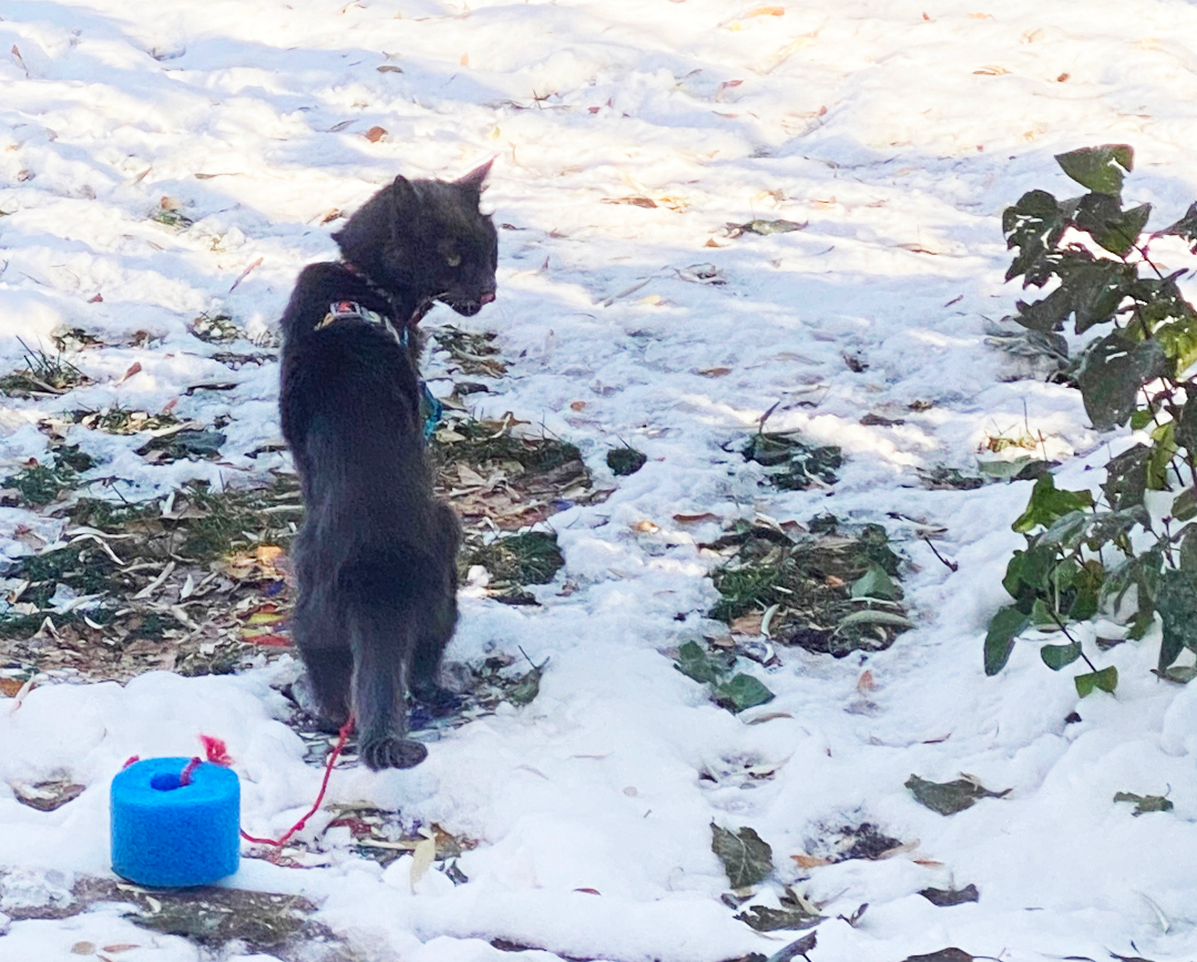 Three legged old cat Jack outside on leash in the snow