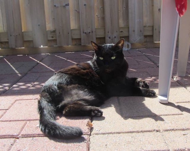 tripawd kitty cat basking in sun