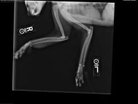 Three Legged Tripawd Cat Misty X-Ray