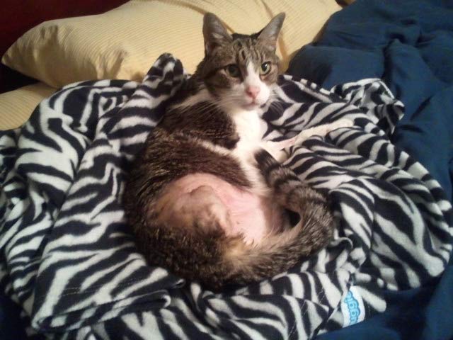 Three Legged Tripawd Cat Xerox