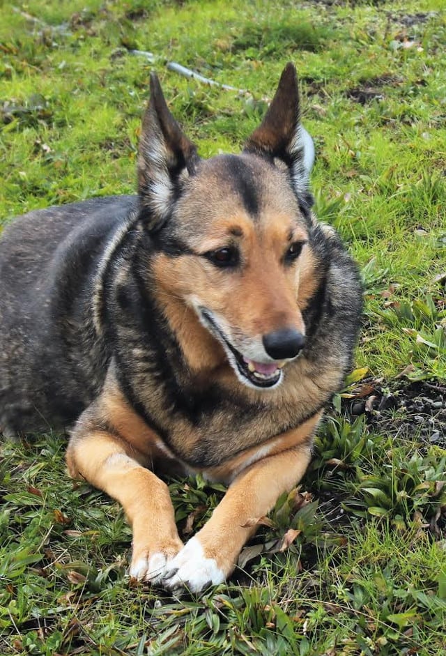 Tripawd Tuesday Connor Tripawd Tuesday Connor