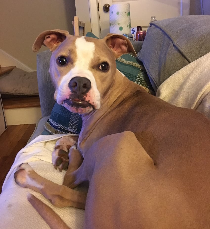 Tripawd Tuesday Fran Tripawd Tuesday Fran