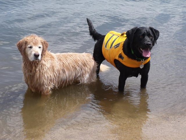 tripawd, three legged, lab, hip replacement