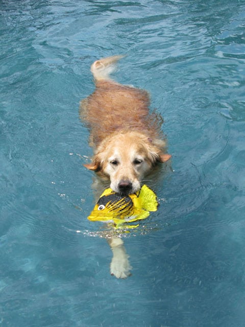 Three legged Golden Sasha swims one year after amputation