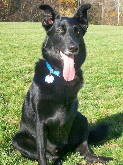 Three Legged Shepherd Sammy