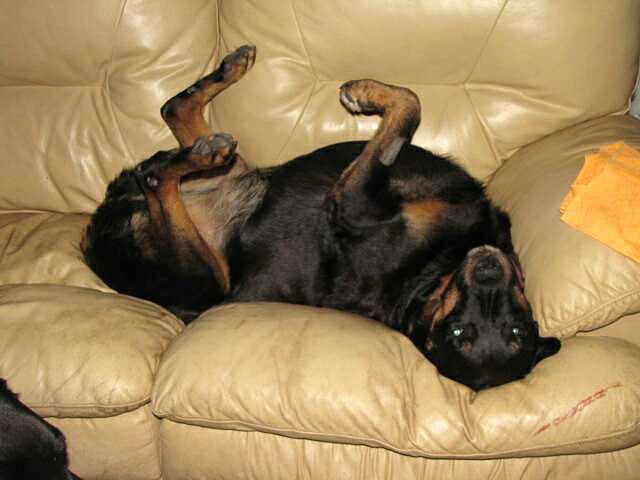 Three Legged Rottweiler Tripawd Skye