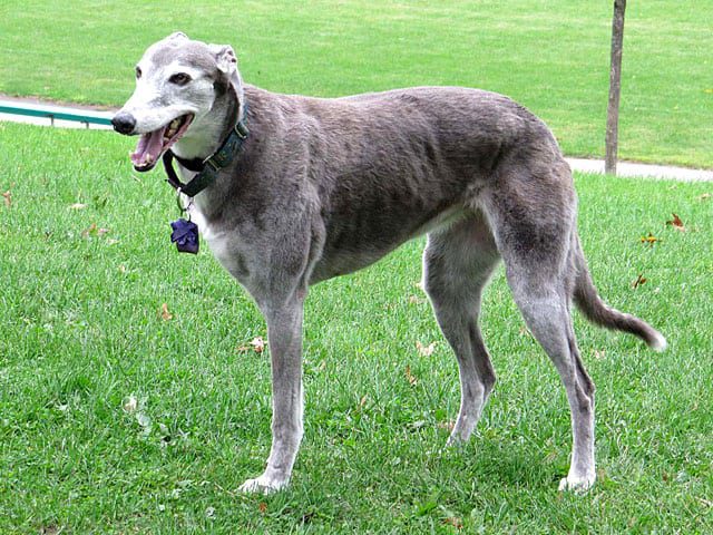 Three Legged Greyhound Boo