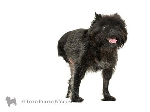 Tripawd Affenpinscher Elliot by TotoPhotoNY.com Posted with Permission of Thomas Partington
